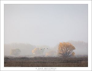 Thinning Tule Fog, Morning