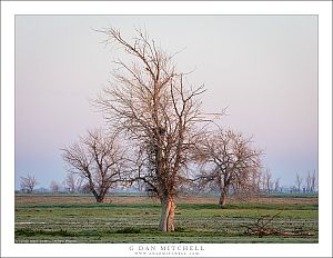 Three Winter Trees at Sunrise