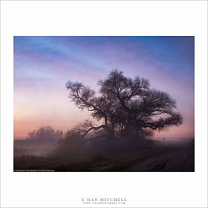 Tree, Clearing Fog, Dawn
