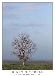TreeFogDawnSky20130309