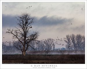 Trees, Fog, and Geese