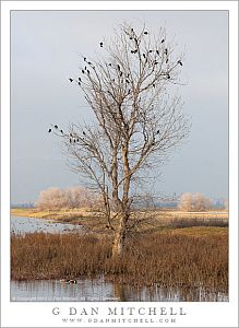 Red-Winged Blackbirds, Wetland Tree