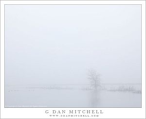 TreePondThickFogCosumnes20110123