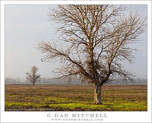 TreesPastureHazeMercedNWR20121211