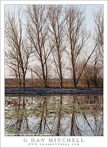 TreesPondWinterMorning20130121