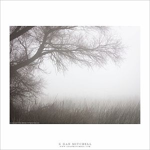 Tule Fog Tree
