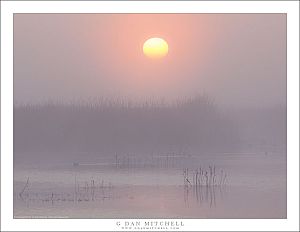 Tule Fog, Wetland Sunrise