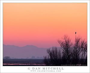 TwilightSkyTreeBirdMtns20120128