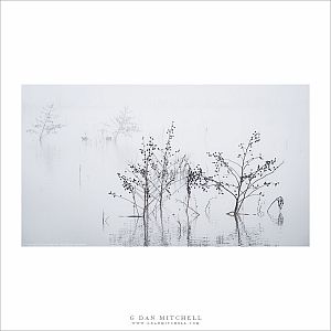 Water Plants, Fog
