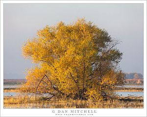 Wetlands, Autumn Tree