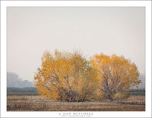 WetlandAutumnTreesFogMNWR20121211