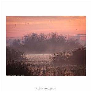 Wetland Plants, Tule Fog