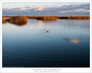 Wetland Pond, Reflected Sky