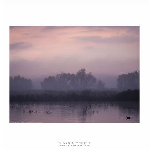 Wetlands, Dawn Light and Fog