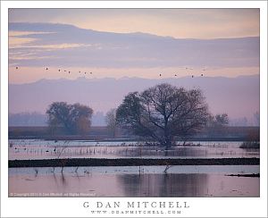 Wetlands Dawn, Sierra Crest