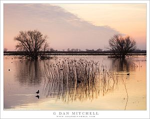 Wetlands Evening