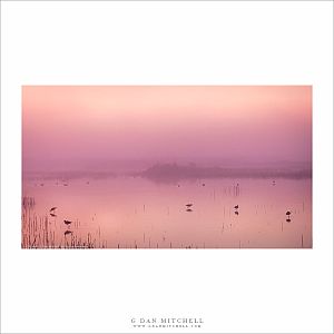 Wetlands Birds, Dawn Fog