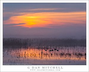 WetlandsFogDawnDucksMNWR20140214