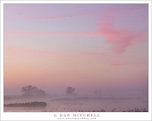 Wetlands, Fog, Dawn Sky