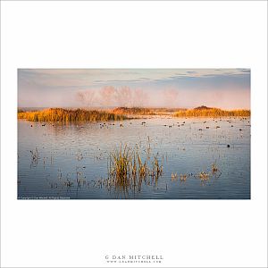 Wetlands Pond, Morning Light