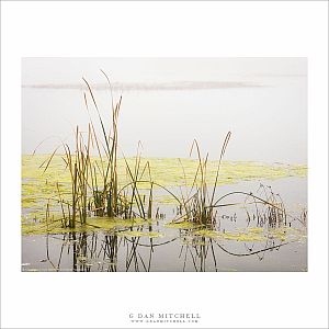 Wetland Plants, Fog