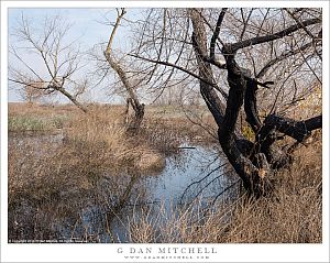 Winter Marsh