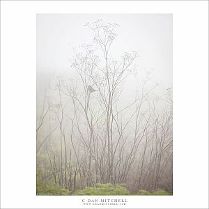 Winter Plants, Fog, and Bird