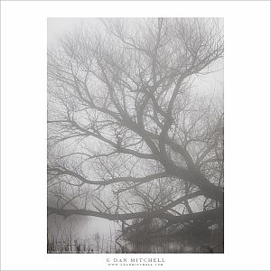 Winter Tree and Pond
