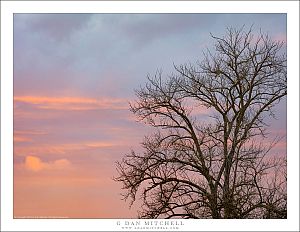 Winter Tree, Evening Sky