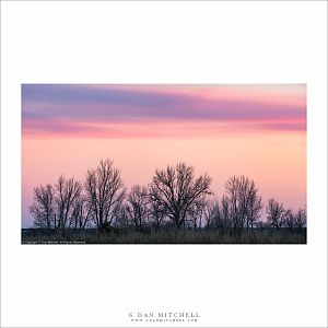 Winter Trees, Dusk