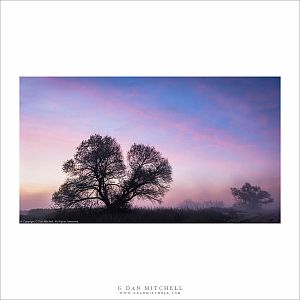 Winter Trees, Dawn Sky