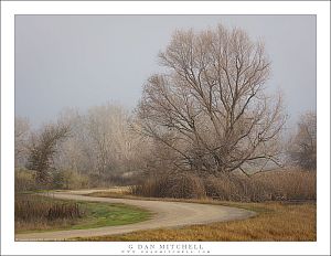 Winter Trees, Levee Road, Fog