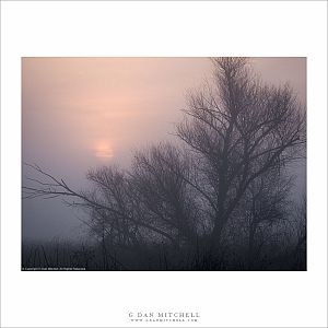 Winter Trees, Sunrise Fog