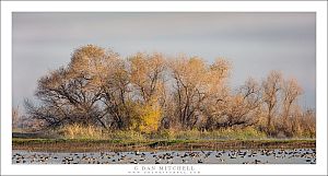 Winter Wetland Trees