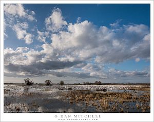Winter Wetlands and Sky
