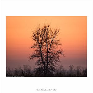 Winter Tree, Dawn Sky