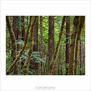 Coast Redwoods