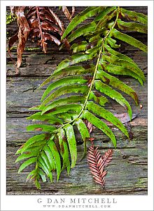 FernRedwood20101216