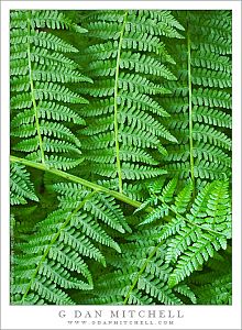 FernsRedwoodForest20100508