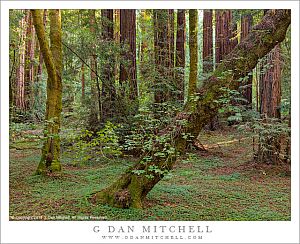 MapleSorrelRedwoodGrove20130801