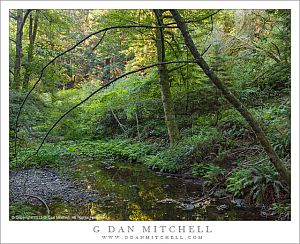 RedwoodCreekMuirWoods20130801