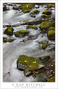 RedwoodCreekRocksMuirWoods20091218