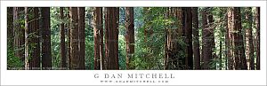 RedwoodGrovePanoStitch20100417