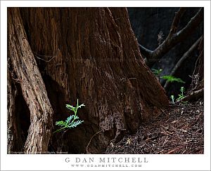 RedwoodShootMuirWoods20090819