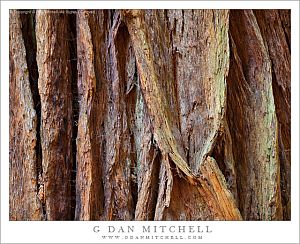 RedwoodTrunkDetail20110429