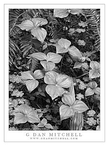TrilliumPlantsForestPlantsRedwoodsBW20090321