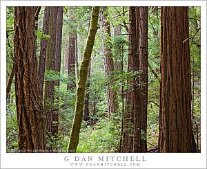 YoungRedwoodForestButanoStatePark20140601