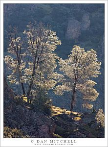 Trees, Morning Light