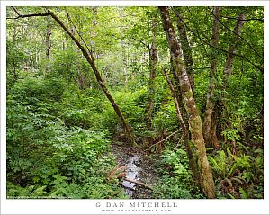 Alder Thicket And Stream