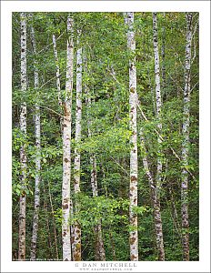 Edge of the Forest